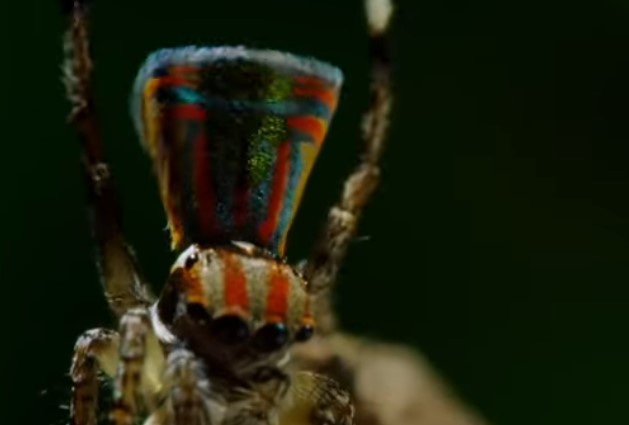 10 חיות ממש נדירות שלא הכרתם